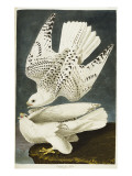 Iceland or Jer Falcon Gyrfalcon