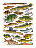 Freshwater Fishes of the Empire - India