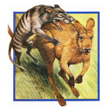 Tasmanian Wolf Attacking a Kangaroo