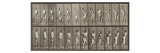 Cricketer  Plate 291 from 'Animal Locomotion'  1887