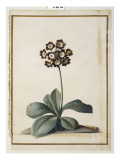A Purple Variegated Auricula