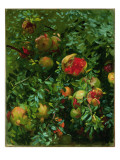 Pomegranates  Majorca  C1908