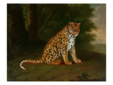 A Leopard in a Landscape