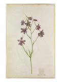 Delphinium Ajacis  C1568