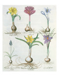 Narcissi  Crocuses and Hyacinth