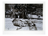 Tigers at London Zoo  1870S
