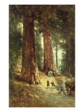 In the Redwoods  1899