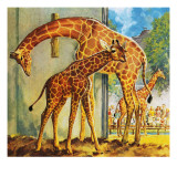 Virginia the Giraffe