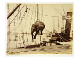Shipping a Burmese Elephant