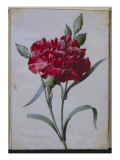 A Dark Red Carnation  1822