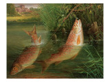 Trout at Winchester