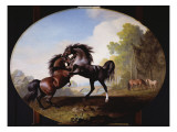 Stallions Fighting  1781