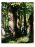 In the Forest of Fontainebleau