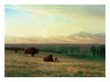 Buffalo on the Plains  C1890