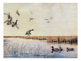 Ducks Landing  1919