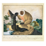 The Saki Monkey  1835