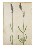 Lavandula Officinalis