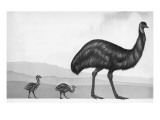 An Emu with Her Chicks