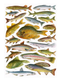Fresh-Water Fish - Canadian