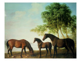 Shafto Mares and a Foal