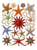 Starfish