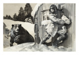 Grizzly Bear