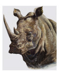 White Rhinoceros  1980