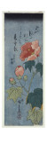 Flowering Poppies  Tanzaku