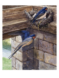 Swallows