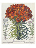 Lily and Centaury
