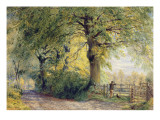 Under the Beeches