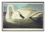 Trumpeter Swan