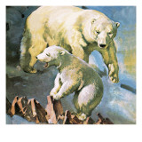 Polar Bear
