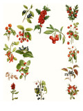 Berries