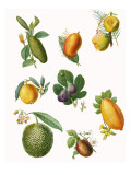 Fruit