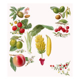Fruits