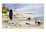 Sea Birds
