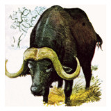 Water Buffalo