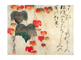 Poppies