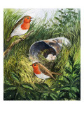 Robins