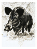Wild Boar