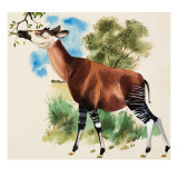Okapi