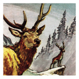 Red Deer