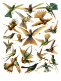 Humming Birds