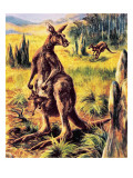 Kangaroo