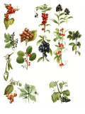 Berries