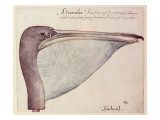 Pelican  C1590