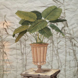 Potted Trees