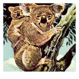 Koala Bear