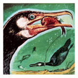 Cormorant